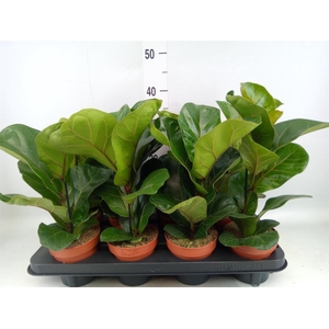 Ficus lyrata 'Bambino'