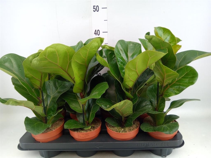 <h4>Ficus lyrata 'Bambino'</h4>
