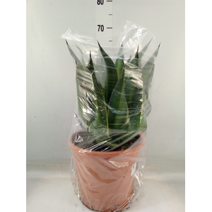Agave   ...