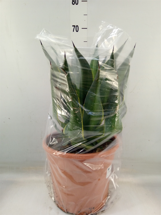 <h4>Agave   ...</h4>