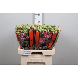 Eus G Excal Hot Pink