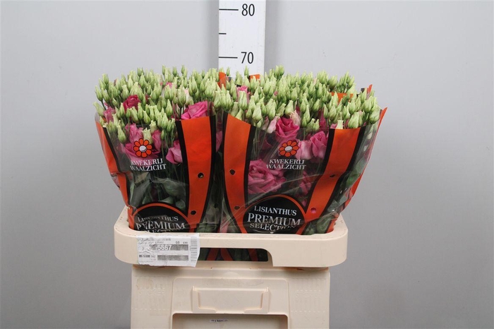 <h4>Eus G Excal Hot Pink</h4>