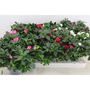 RHODO SI VOGEL GEM