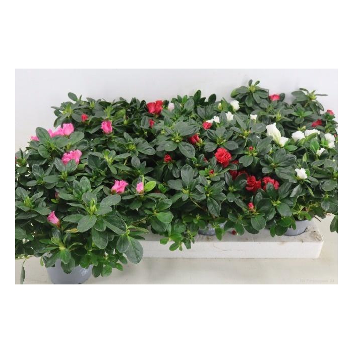 <h4>RHODO SI VOGEL GEM</h4>