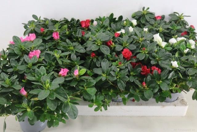 RHODO SI VOGEL GEM