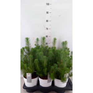 Pinus pinea 'Silver Crest'