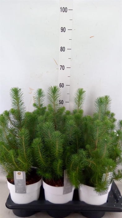 <h4>Pinus pinea 'Silver Crest'</h4>