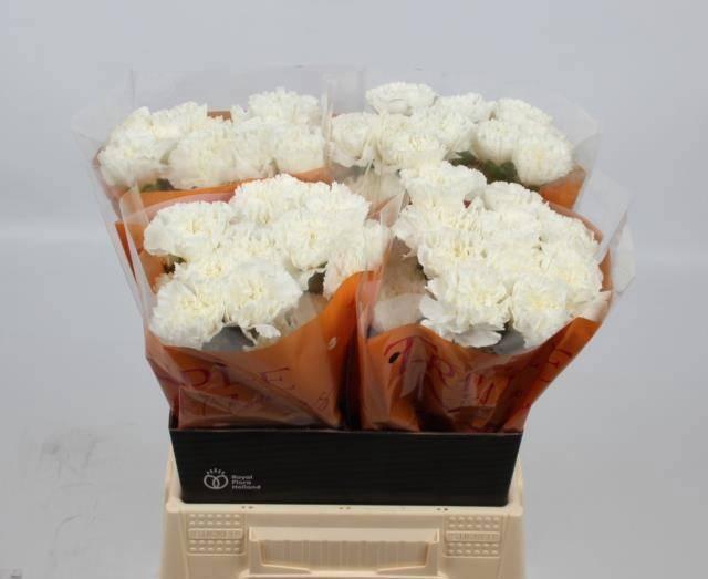 <h4>DI ST NAVARRO</h4>