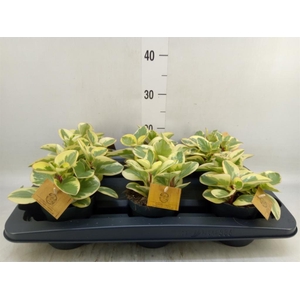 Peperomia obt. 'Obtipan Bicolor'