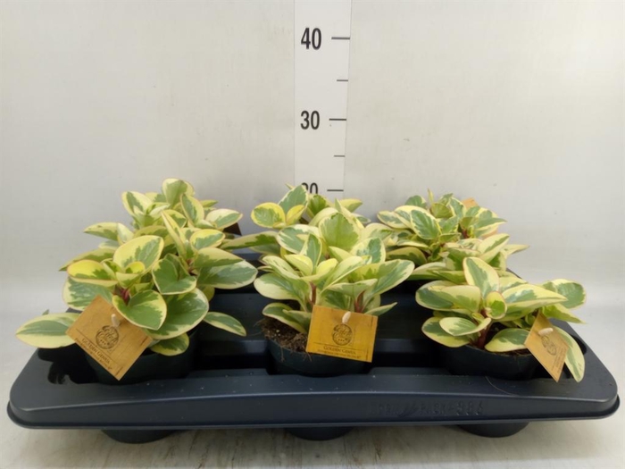 <h4>Peperomia obt. 'Obtipan Bicolor'</h4>