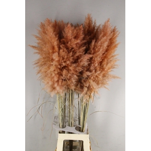 DF Pampas 115cm Copper/Brown