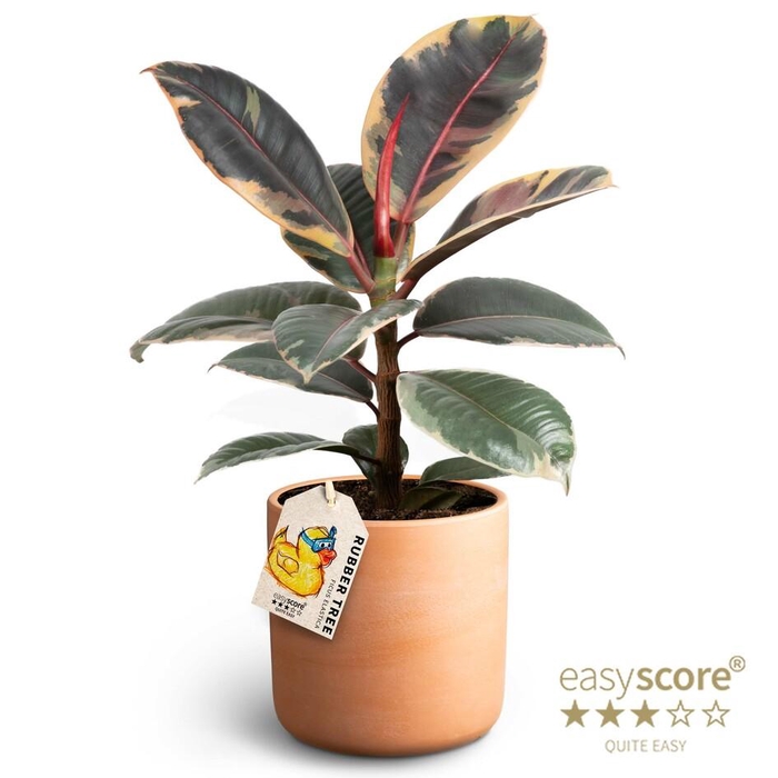 <h4>FICUS ELASTICA P12 BELIZE RAW TERRA</h4>