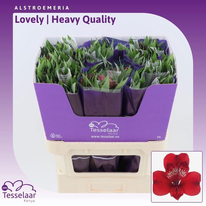 <h4>ALSTR LOVELY</h4>