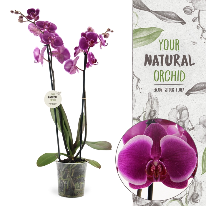 <h4>Your Natural Orchid | Durban | Phalaenopsis 2 spike</h4>