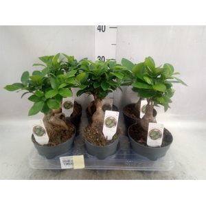 Ficus microcarpa 'Ginseng'