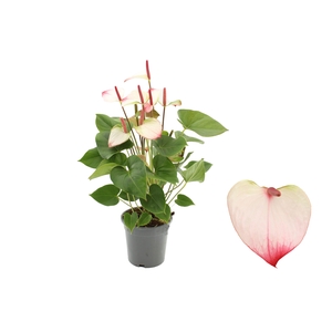 Anthurium 17 cm Amalia Elegance in transparant sleeve