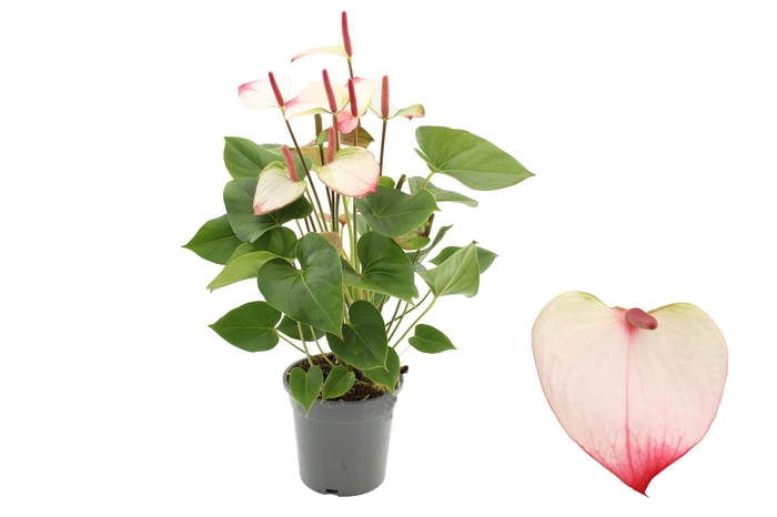 <h4>Anthurium 17 cm Amalia Elegance in transparant sleeve</h4>