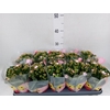 Kalanchoe blos.   ..rosebud mix  4