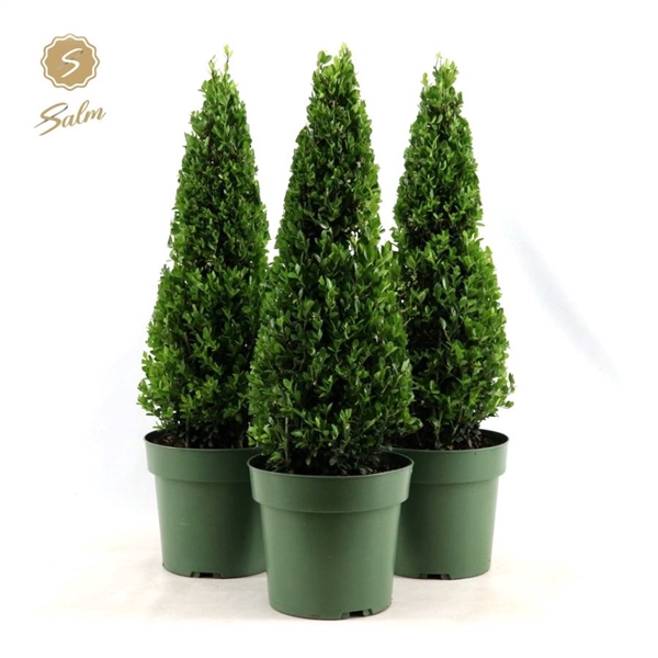 <h4>Ilex crenata 'Jenny'® Pyramid 55cm P21</h4>