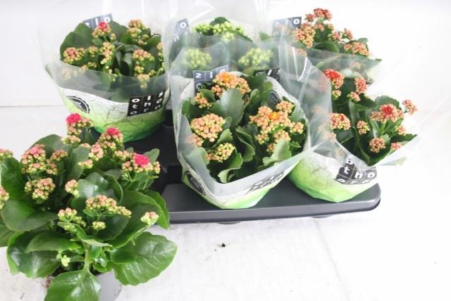 <h4>KAL GE GEM 4 KL</h4>