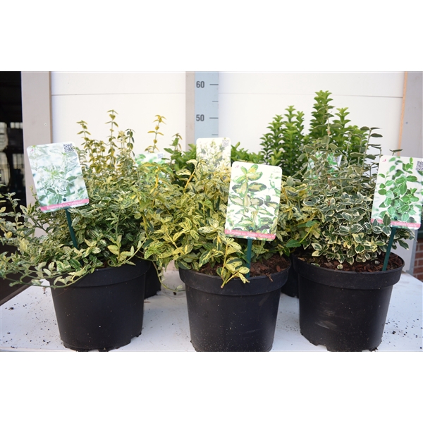 <h4>Euonymus MIX</h4>