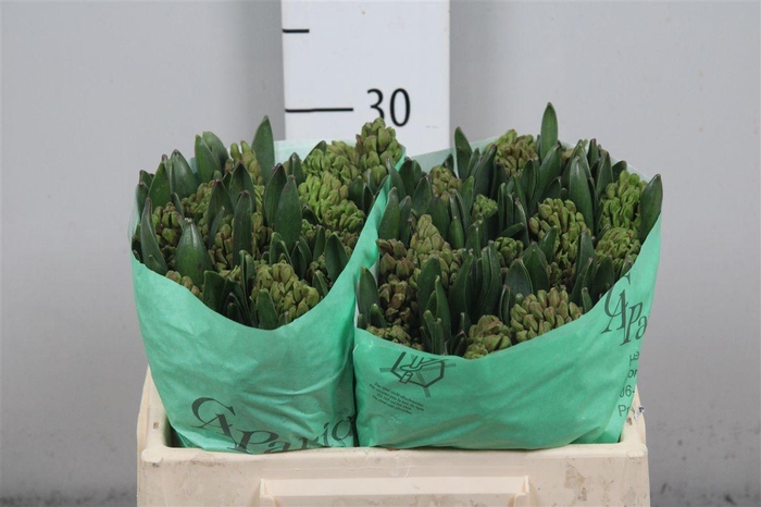 <h4>Hyac Jan Bos</h4>