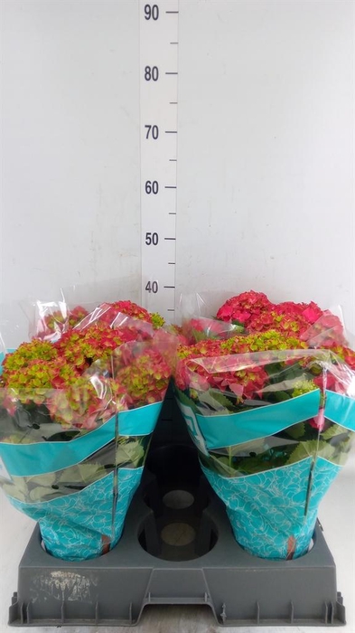 <h4>Hydrangea mac. 'Hi Fire'</h4>
