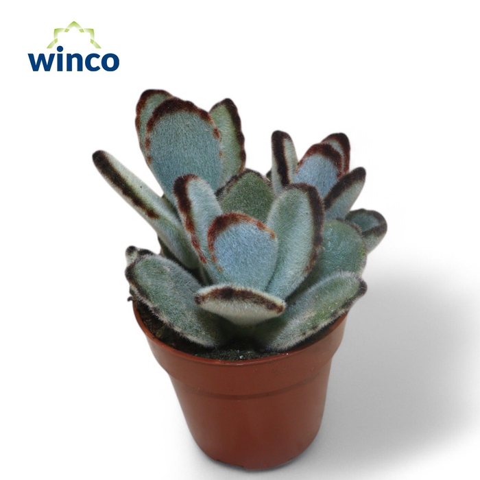 <h4>Kalanchoe Tomentosa Jumbo</h4>