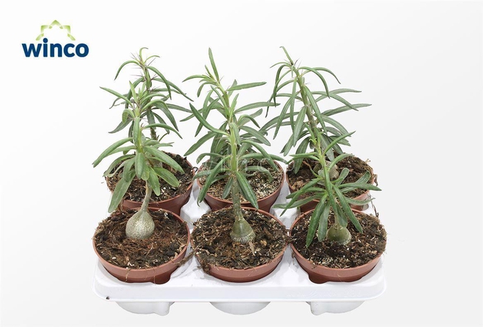 <h4>Pachypodium Succulentum</h4>