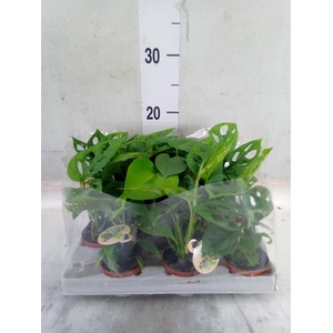 Monstera   ...