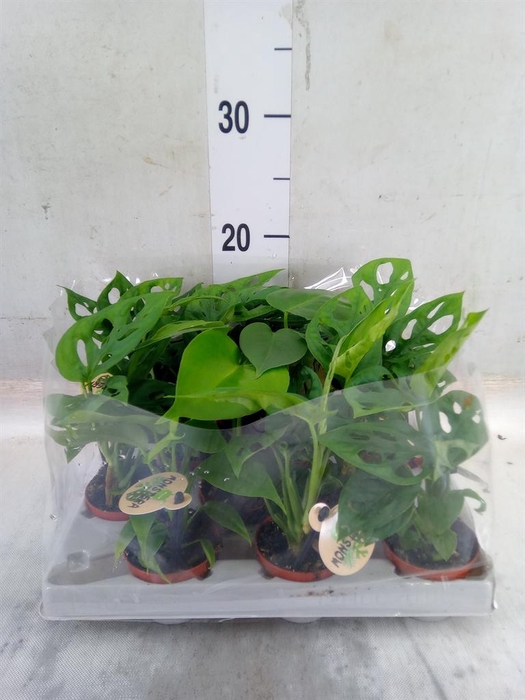 <h4>Monstera   ...</h4>