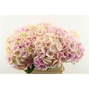 Hydr M Cl Verena Pink 80-23