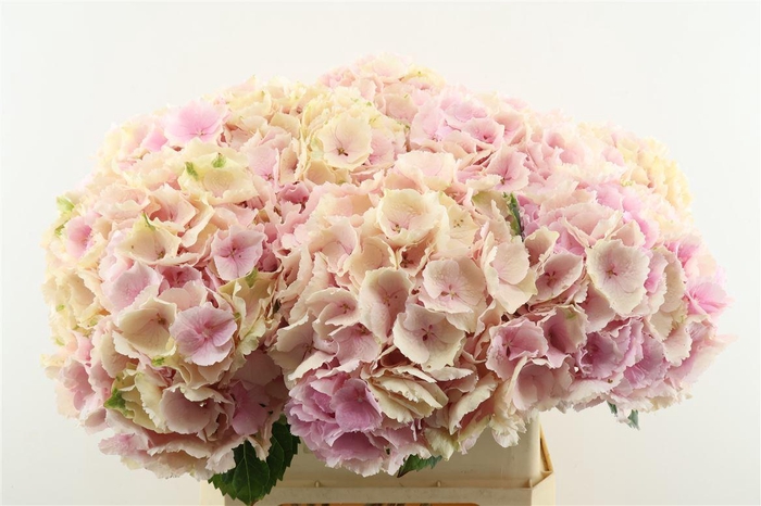 <h4>Hydr M Cl Verena Pink 80-23</h4>