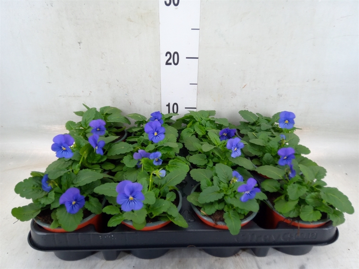 <h4>Viola corn. 'Evo Mini Violet Beaco'</h4>