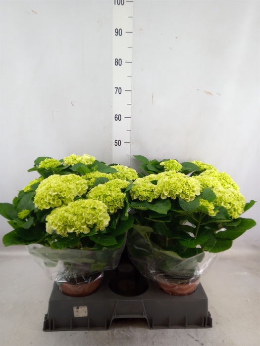 <h4>Hydrangea mac.   ...</h4>