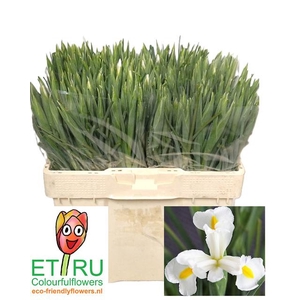 IRIS WHITE MAGIC