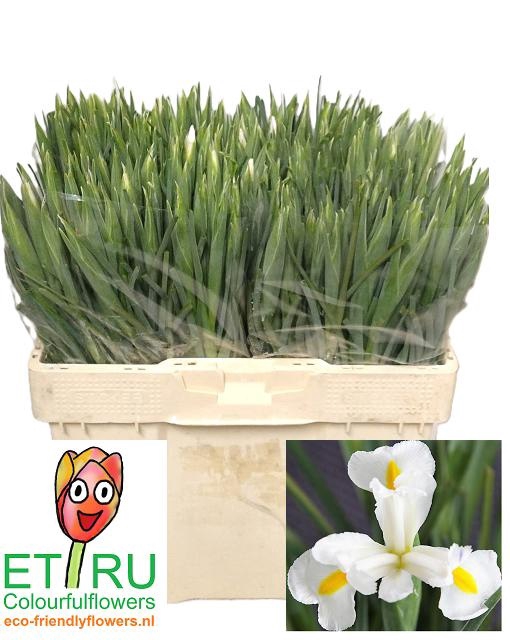 <h4>IRIS WHITE MAGIC</h4>