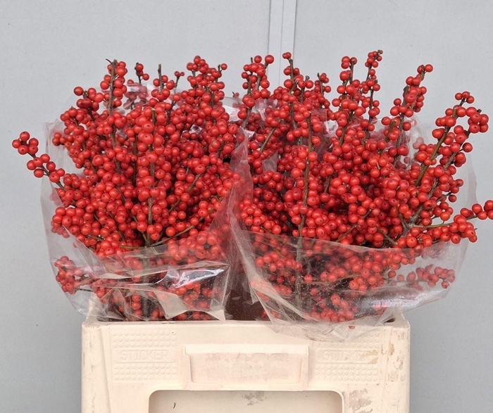 <h4>ILEX VERT. BES</h4>