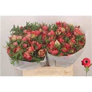 Anemone Levante Rosso