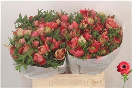 <h4>Anemone Levante Rosso</h4>