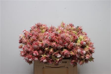 <h4>Blushing Bride Evening Star 2-5</h4>