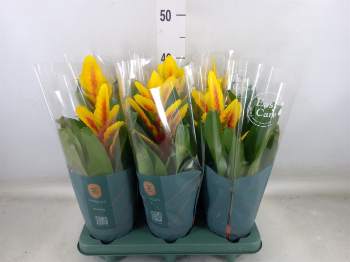<h4>Vriesea  'Intenso Yellow Flame'</h4>