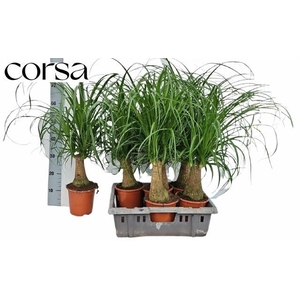 BEAUCARNEA RECUR