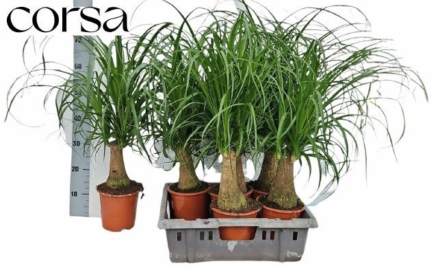 <h4>BEAUCARNEA RECUR</h4>