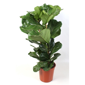 Ficus Lyrata pot 27 3-Toef