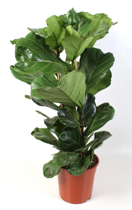 <h4>Ficus Lyrata pot 27 3-Toef</h4>