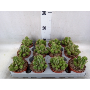 Chamaecereus  'Ubink Red'