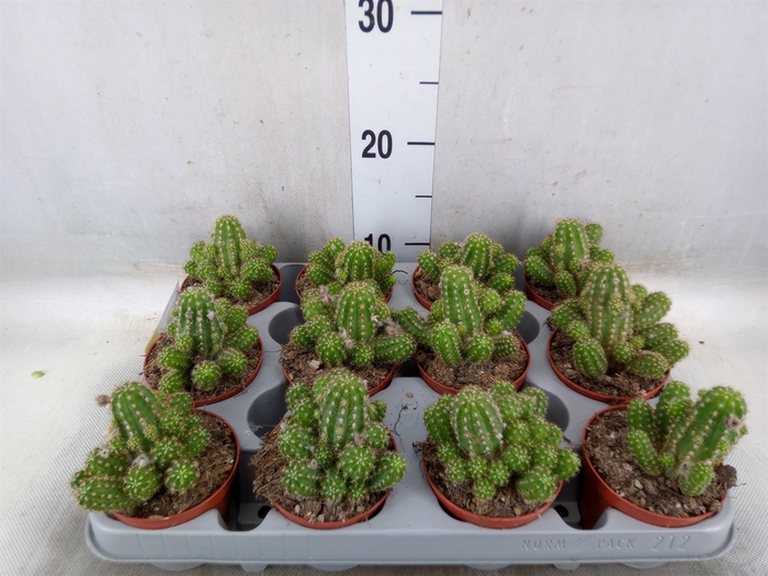 <h4>Chamaecereus  'Ubink Red'</h4>