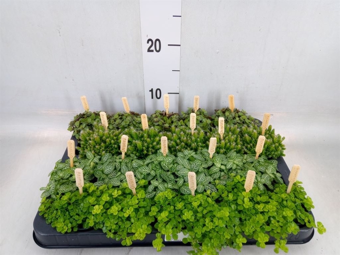 <h4>Planten  ..mix</h4>