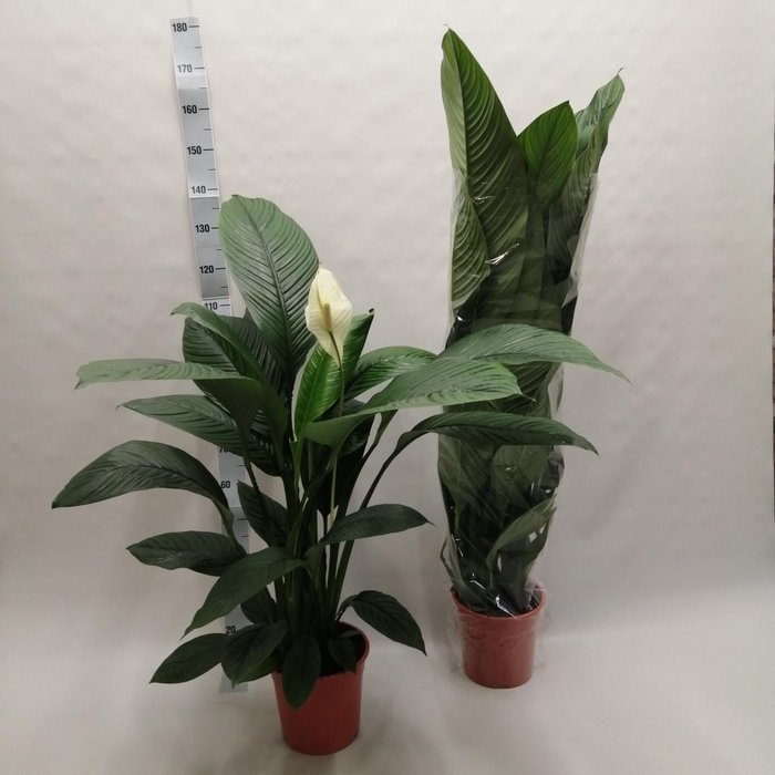 <h4>SPATH SENSATION</h4>